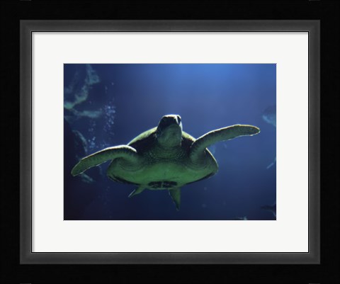 Framed Aegean Sea Turtles II Print