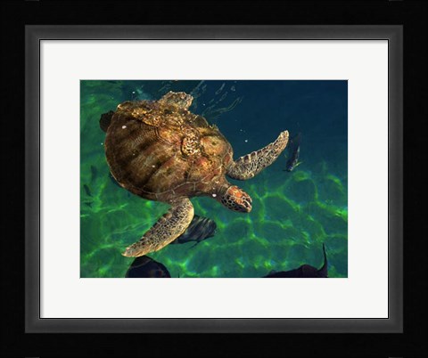 Framed Aegean Sea Turtles III Print