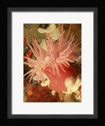 Framed Graphic Sea Anemone I Print