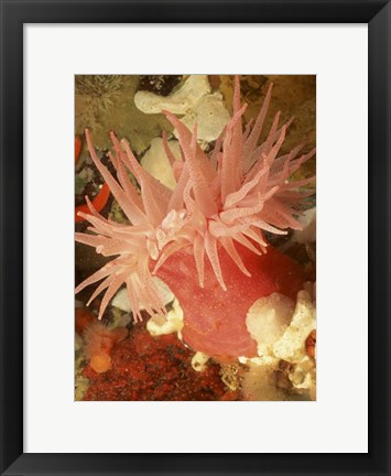 Framed Graphic Sea Anemone I Print