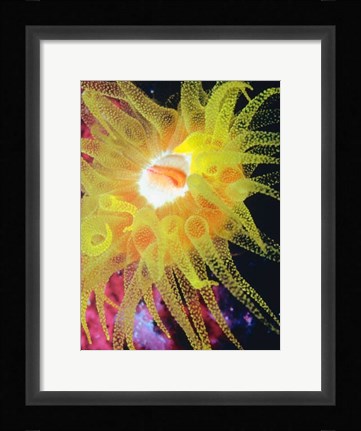 Framed Graphic Sea Anemone II Print
