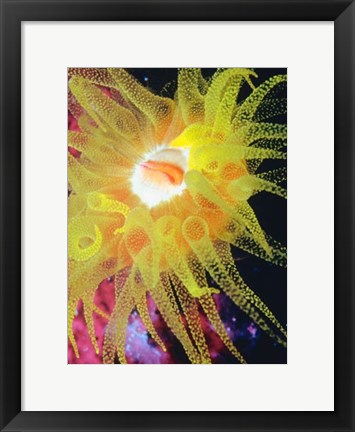 Framed Graphic Sea Anemone II Print