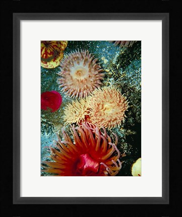 Framed Graphic Sea Anemone III Print