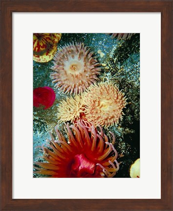 Framed Graphic Sea Anemone III Print