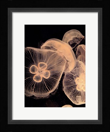 Framed Graphic Jellyfish I Print