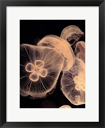 Framed Graphic Jellyfish I Print