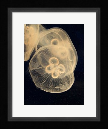 Framed Graphic Jellyfish II Print