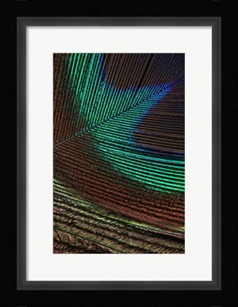 Framed Peacock Feathers I Print