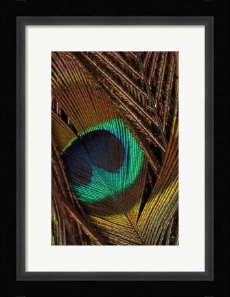 Framed Peacock Feathers II Print