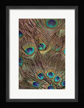 Framed Peacock Feathers III Print