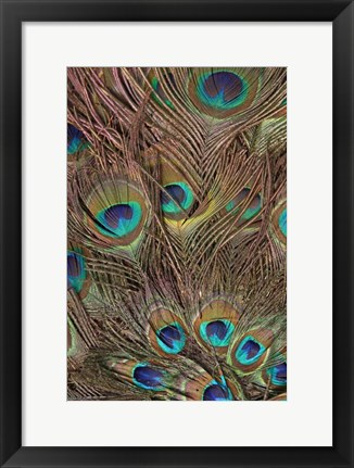Framed Peacock Feathers III Print