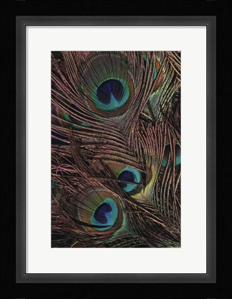 Framed Peacock Feathers IV Print