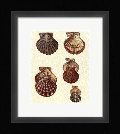 Framed Crackled Antique Shells I Print