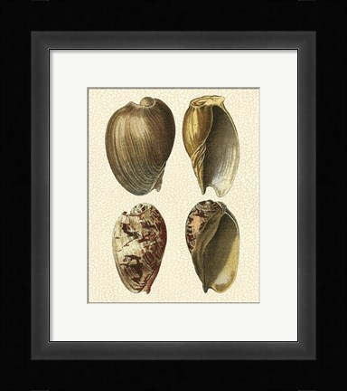 Framed Crackled Antique Shells II Print