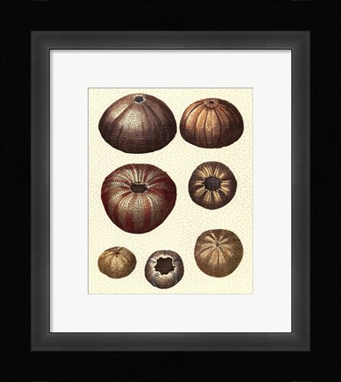 Framed Crackled Antique Shells III Print