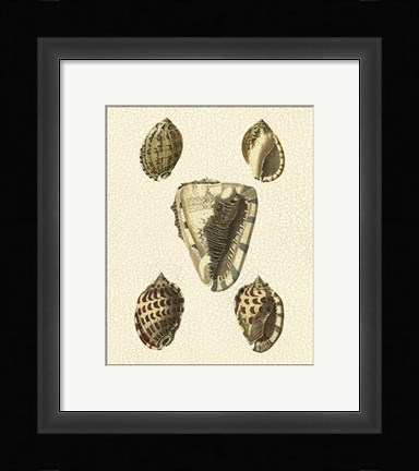 Framed Crackled Antique Shells IV Print