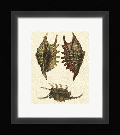 Framed Crackled Antique Shells V Print