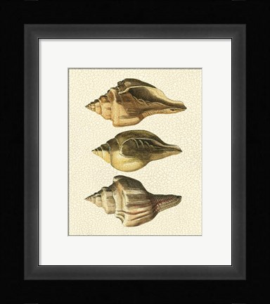 Framed Crackled Antique Shells VI Print
