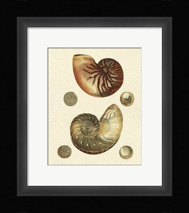 Framed Crackled Antique Shells VII Print