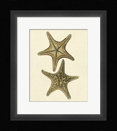 Framed Crackled Antique Shells VIII Print