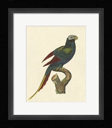 Framed Crackled Antique Parrot III Print
