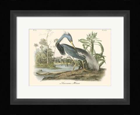 Framed Louisiana Heron Print