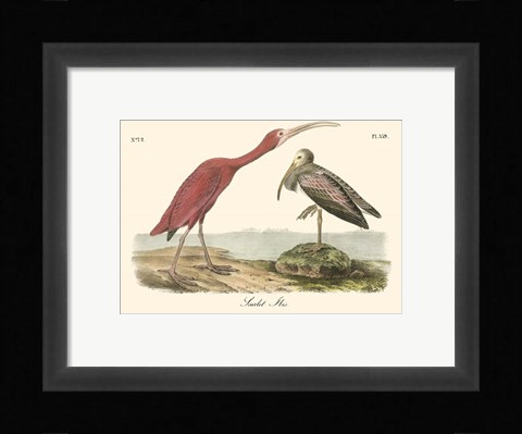 Framed Scarlet Ibis Print