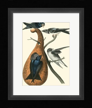 Framed Purple Martin Print