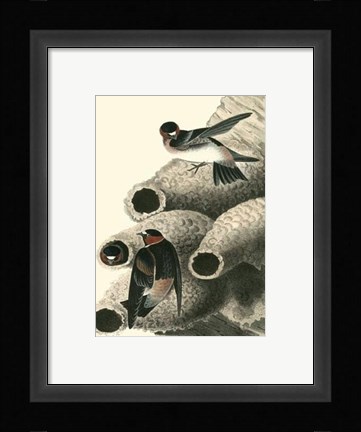 Framed Cliff Swallow Print
