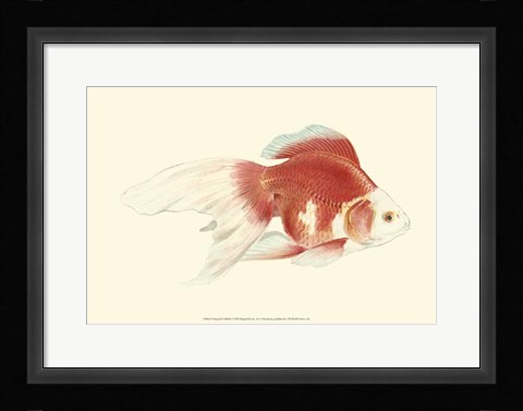 Framed Fringetail Goldfish Print