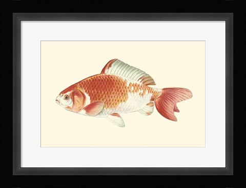 Framed Common Goldfish Print
