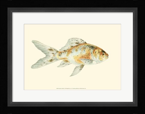 Framed Speckled Goldfish Print