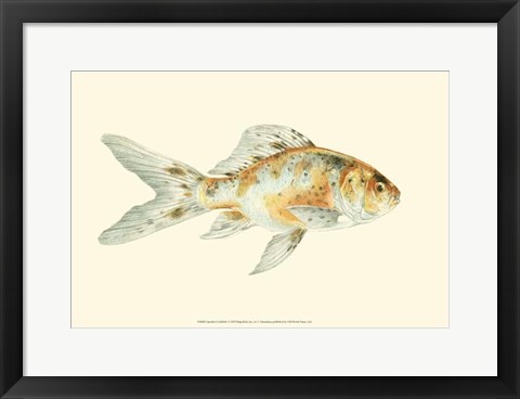 Framed Speckled Goldfish Print