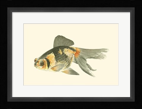 Framed Telescope Goldfish Print