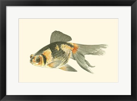Framed Telescope Goldfish Print