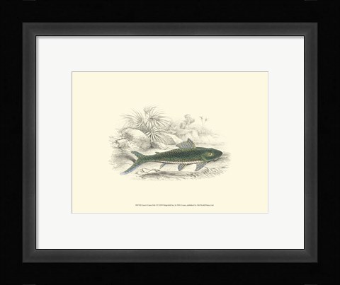 Framed Lizars' Game Fish I Print