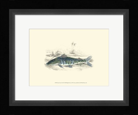 Framed Lizars' Game Fish II Print