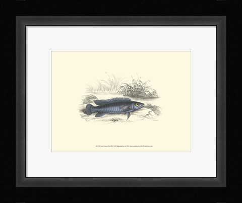 Framed Lizars' Game Fish III Print