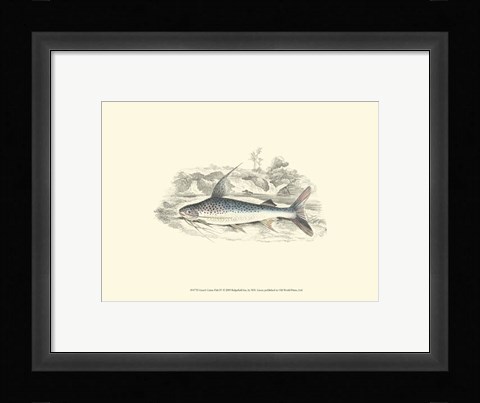 Framed Lizars' Game Fish IV Print