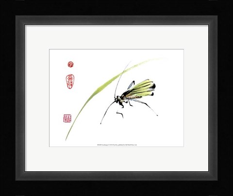 Framed Grasshopper Print