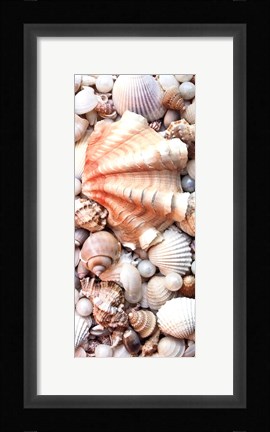 Framed Shell Menagerie I Print