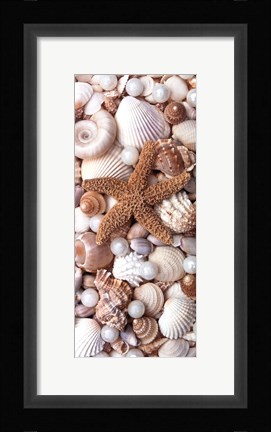 Framed Shell Menagerie II Print