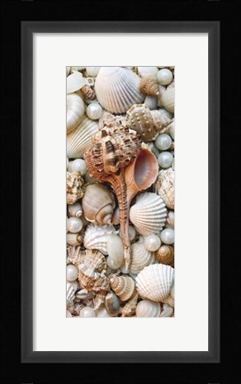 Framed Shell Menagerie III Print