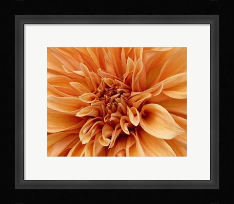 Framed Graphic Dahlia I Print