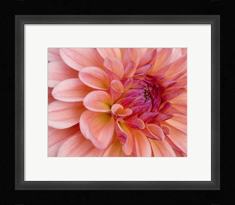 Framed Graphic Dahlia II Print