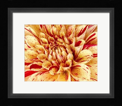 Framed Graphic Dahlia III Print