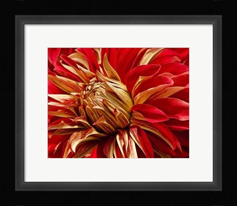 Framed Graphic Dahlia IV Print
