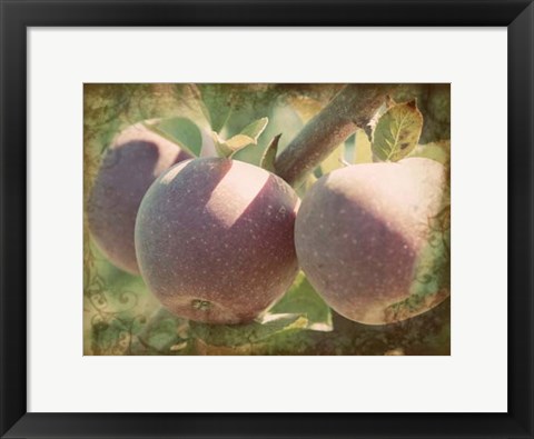 Framed Vintage Apples I Print