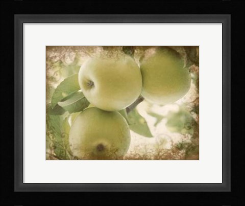 Framed Vintage Apples II Print