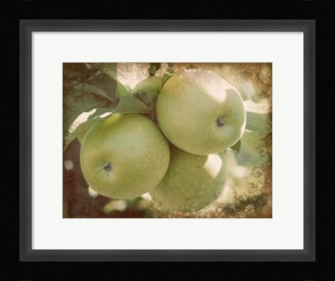 Framed Vintage Apples III Print